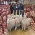 Reserve Champion South Country Cheviots (4)